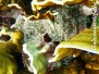 Karibik Anemonen-Actiniaria-sea anemone