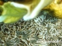 Ästige Anemone (Lebrunia danae)