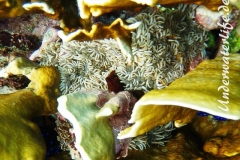 Aestige Anemone_adult-Karibik-2014-001