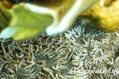 Aestige Anemone_adult-Karibik-2014-002