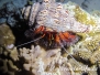 Indik Krustentiere-Crustacea-Crustaceans