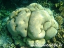 Indik Nesseltiere-Cnidaria-cnidarians