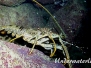 Karibik Wirbellose-Invertebrata-Invertebrates