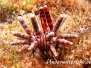 Karibik Stachelhäuter-Echinodermata-Echinoderms
