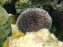 Mittelmeer Stachelhäuter-Echinodermata-Echinodermsr