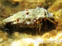 Mittelmeer Krustentiere-Crustacea-Crustaceans