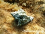 Mittelmeer Weichtiere-Mollusca-molluscs