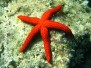 Mittelmeer Wirbellose-Invertebrata-Invertebrates