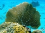Karibik Nesseltiere-Cnidaria-cnidarians