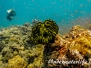 Indopazifik Wirbellose-Invertebrata-Invertebrates
