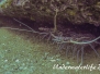 Indopazifik Krustentiere-Crustacea-Crustaceans
