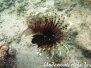 Indik Feuerfische-Pteroinae-Lionfishes