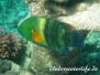 Indik Lippfische-Labridae-Wrasses