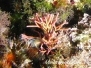 Mittelmeer Algen-Algae-seaweed