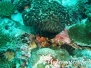 Antennen-Feuerfisch (Pterois antennata)
