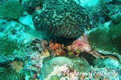 Antennen-Feuerfisch_adult-Malediven-2013-01