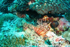 Antennen-Feuerfisch_adult-Malediven-2013-02