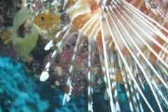 Antennen-Feuerfisch_adult-Malediven-2013-03