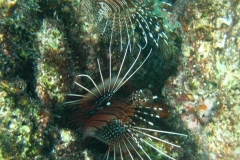 Antennen-Feuerfisch_adult-Malediven-2013-04