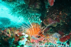 Antennen-Feuerfisch_adult-Malediven-2013-05