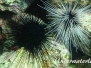 Antillen-Diadem-Seeigel (Diadema antillarum)