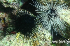 Antillen-Diadem-Seeigel_adult-Karibik-2014-001