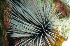Antillen-Diadem-Seeigel_adult-Karibik-2014-002