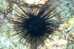 Antillen-Diadem-Seeigel_adult-Karibik-2014-003