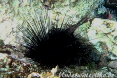 Antillen-Diadem-Seeigel_adult-Karibik-2014-005