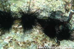 Antillen-Diadem-Seeigel_adult-Karibik-2014-006