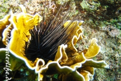 Antillen-Diadem-Seeigel_adult-Karibik-2014-007