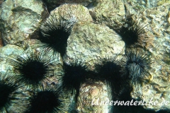 Antillen-Diadem-Seeigel_adult-Karibik-2014-009