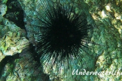 Antillen-Diadem-Seeigel_adult-Karibik-2014-011