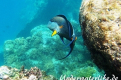 Arabischer Doktorfisch_adult-Marsa alam-2012-1