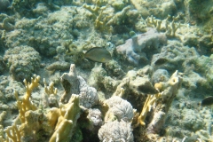 Arabischer Doktorfisch_juvenil-Marsa alam-2012-1