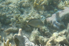 Arabischer Doktorfisch_juvenil-Marsa alam-2012-2