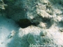 Arabischer Kofferfisch (Ostracion cyanurus)