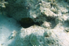 Arabischer Kofferfisch-Marsa alam-2012-1