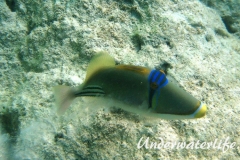 Arabischer-Picassodrückerfisch-Marsa alam-2012-01