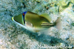 Arabischer-Picassodrückerfisch-Marsa alam-2012-02