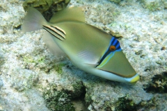 Arabischer-Picassodrückerfisch-Marsa alam-2012-03