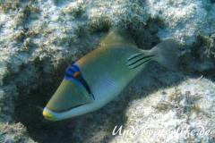 Arabischer-Picassodrückerfisch-Marsa alam-2012-04