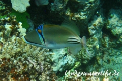 Arabischer-Picassodrückerfisch-Marsa alam-2012-05