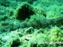 Mittelmeer Eidechsenfische-Synodontidae-Lizardfishes