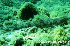 Atlantischer-Eidechsenfisch-Dubrovnik-2015-01