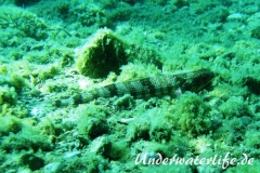 Atlantischer-Eidechsenfisch-Dubrovnik-2015-02