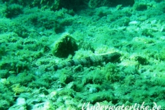 Atlantischer-Eidechsenfisch-Dubrovnik-2015-03