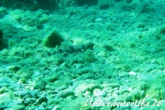 Atlantischer-Eidechsenfisch-Dubrovnik-2015-04