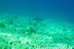 Atlantischer-Eidechsenfisch-Dubrovnik-2015-05