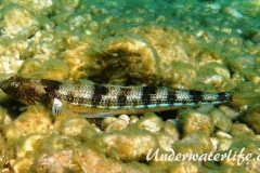 Atlantischer-Eidechsenfisch-Dubrovnik-2015-06